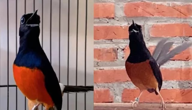Ciri-Ciri Burung Murai Batu Jantan dan Betina Dalam Budidaya